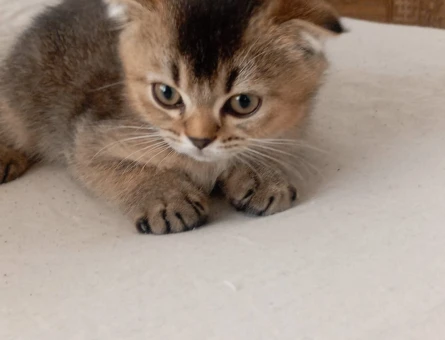Scottish fold 2 aylik kedi - 4371