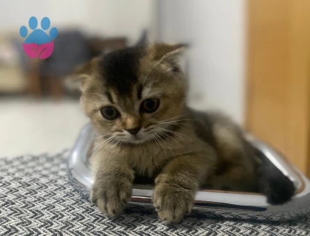 Scottish fold 2 aylik kedi