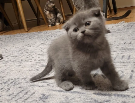Anne British Shorthair baba scottish fold yavruları - 4802