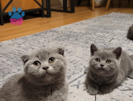 Anne British Shorthair baba scottish fold yavruları