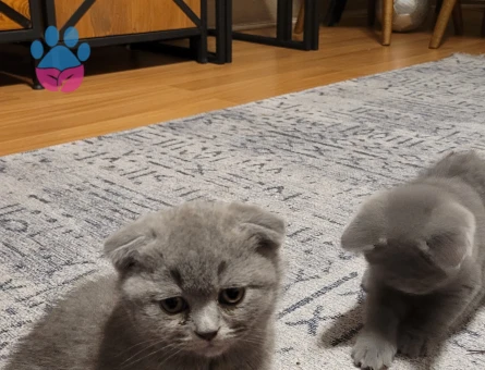 Anne British Shorthair baba scottish fold yavruları
