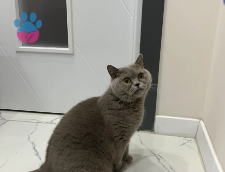 British Shorthair 3 Yaşında Yuva Arıyor