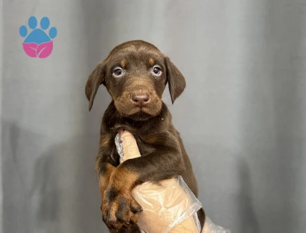 KİNG DOBERMAN YAVRULARI - 4805