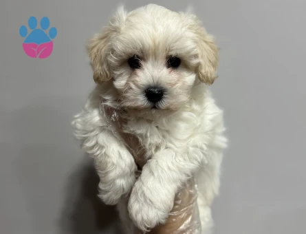 BABY FACE MALTESE TERRİER YAVRULARI