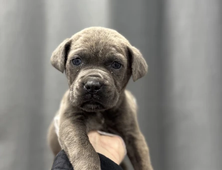 CANE CORSO YAVRULAR - 4808