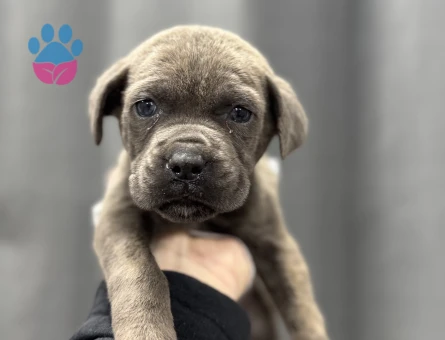 CANE CORSO YAVRULAR