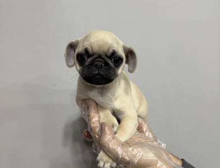 KREM RENK PUG BEBEKLER - 4809