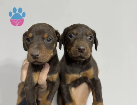 KİNG KIZIL DOBERMAN YAVRULAR