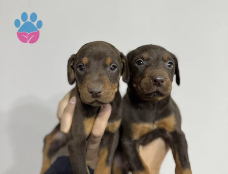 KİNG KIZIL DOBERMAN YAVRULAR