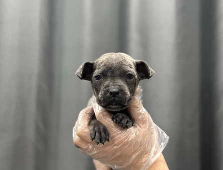 CANE CORSO BEBEKLER - 4813