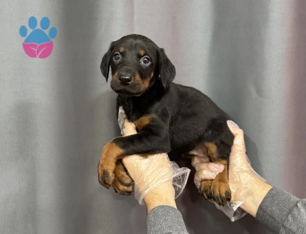 SİYAH DOBERMAN YAVRULAR - 4814