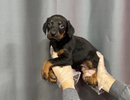 SİYAH DOBERMAN YAVRULAR - 4814