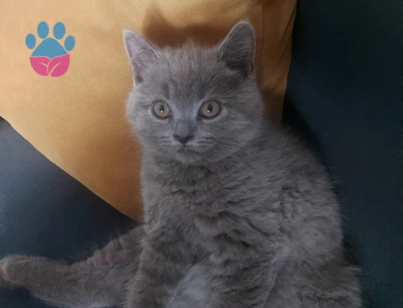 Sevimli miniklere yuva 2 Aylıklar