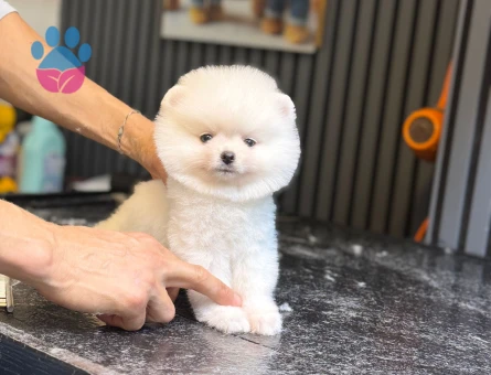 POMERANİAN BOO YAVRUMUZ