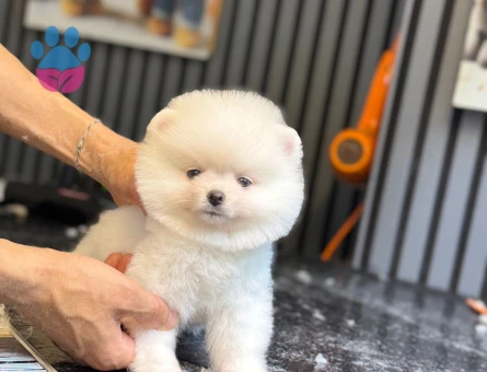 POMERANİAN BOO YAVRUMUZ
