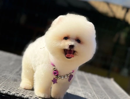 AYI YÜZLÜ POMERANİAN BOO YAVRUMUZ - 4818