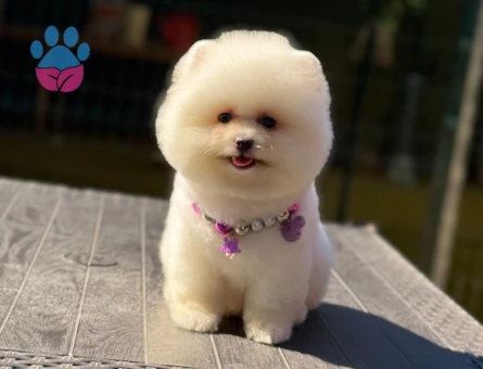 AYI YÜZLÜ POMERANİAN BOO YAVRUMUZ