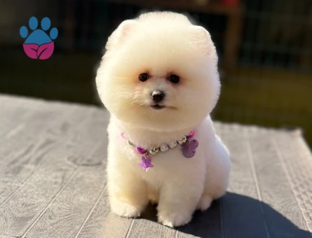 AYI YÜZLÜ POMERANİAN BOO YAVRUMUZ