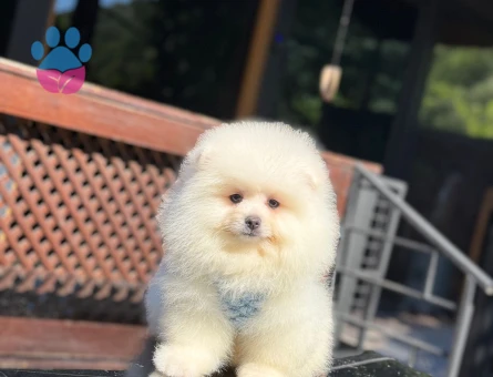TADDY BEAR POMERANİAN BOO