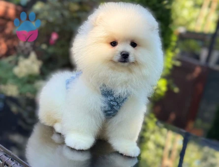 TADDY BEAR POMERANİAN BOO