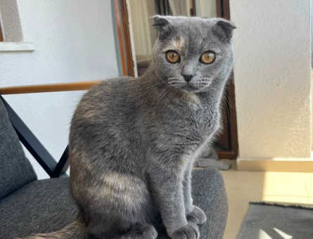 Scottish Fold 8 Aylık Çok sevimli - 4822
