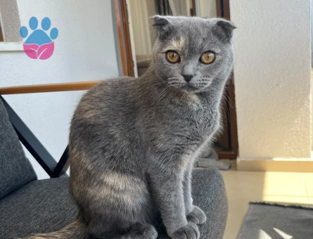 Scottish Fold 8 Aylık Çok sevimli