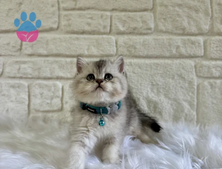 British Shorthair Silver Tabby Koca Kafa Erkek Yavrumuz