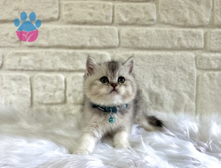 British Shorthair Silver Tabby Koca Kafa Erkek Yavrumuz