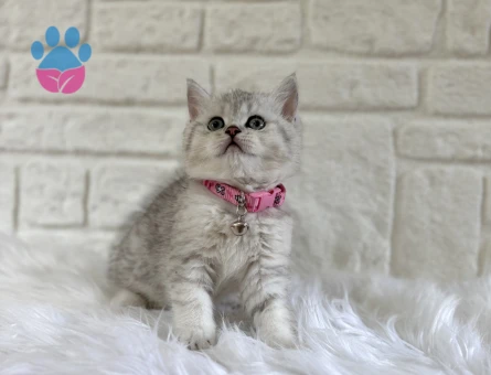 2 Aylık British Shorthair Silver Tabby Dişi Bebeğimiz