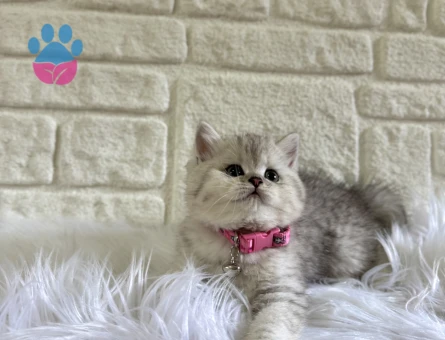 British Shorthair 2 Aylık Şirinlik Abidesi