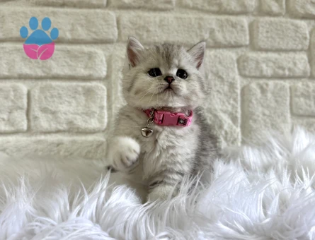 British Shorthair 2 Aylık Şirinlik Abidesi