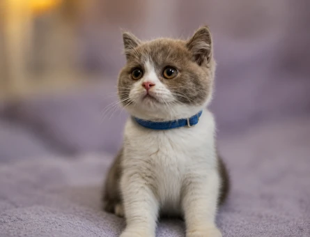British shorthair Bicolor Lilac Erkek - 5905