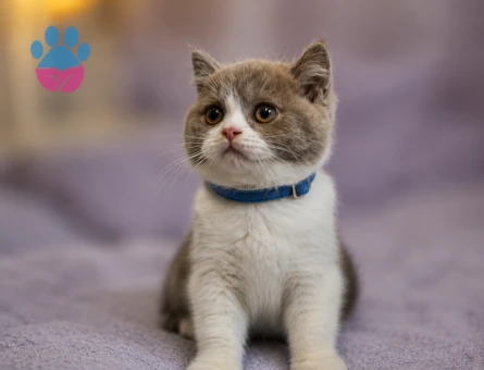 British shorthair Bicolor Lilac Erkek