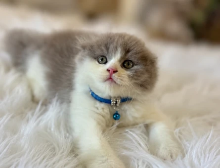 Scottish Fold Longhair Lilac Bi Color 2 Aylık - 5908