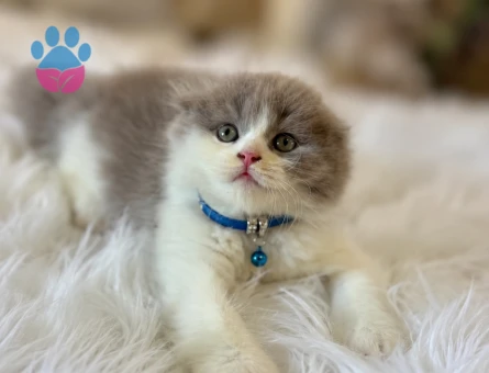 Scottish Fold Longhair Lilac Bi Color 2 Aylık
