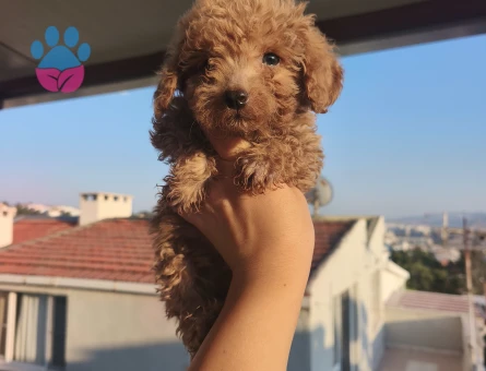 Toy poodle 2 Aylık Bebekler