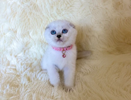 Scottish Fold Dişi Mükemmel Yavrumuz - 5909
