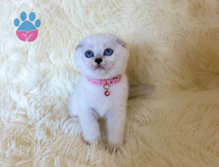 Scottish Fold Dişi Mükemmel Yavrumuz