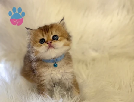 British Longhair Golden Erkek Yavrumuz
