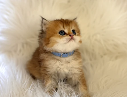 British Longhair Golden Erkek Yavrumuz - 5910