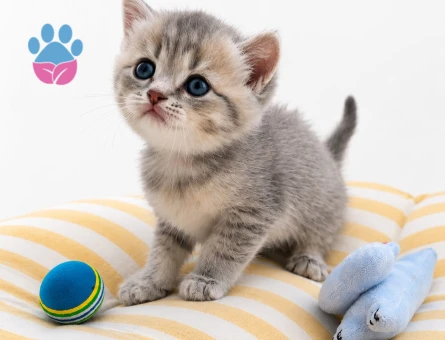 British Shorthair ve British Longhair Erkek & Dişi Yavrular