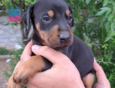 A kalite doberman yavrular - 5915