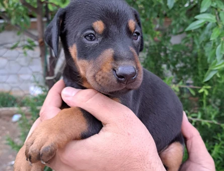 A kalite doberman yavrular - 5915