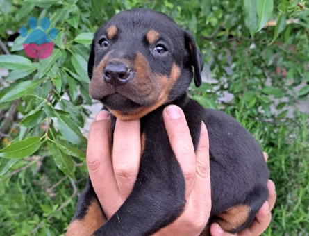 A kalite doberman yavrular