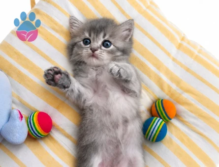 British Shorthair ve British Longhair Erkek & Dişi Yavrular