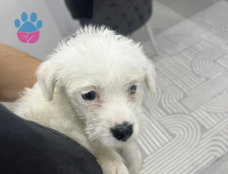 2 Aylık Maltese Terrier Safkan Yuva Arıyor
