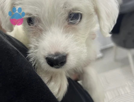 2 Aylık Maltese Terrier Safkan Yuva Arıyor