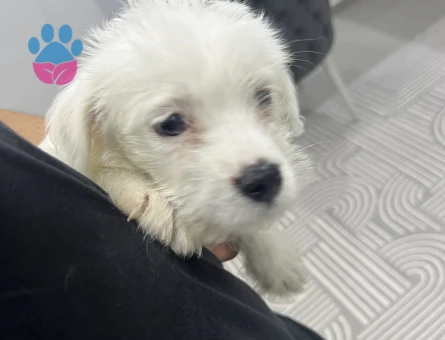 2 Aylık Maltese Terrier Safkan Yuva Arıyor