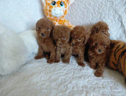 Toy Poodle 2 Aylık Yavrular - 5918