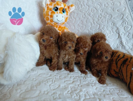 Toy Poodle 2 Aylık Yavrular